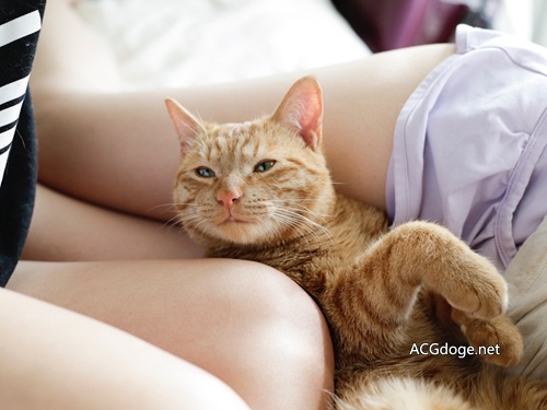 请放开那个猫让我来，绅士摄影师青山裕企最新大腿×喵星人写真集 4 月发售 - ACG17.COM