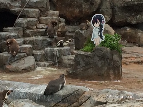 共享二次元老婆，东武动物园其他企鹅出现沉迷呼噜噜迹象 - ACG17.COM